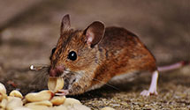 24 Hour & Emergency Exterminators in La Moure, ND